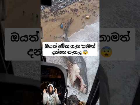 යෝධ තල්මසුන් හැදුනේ ගොඩබිම ඉඳි දුර්වලම කුඩා සතෙක්ගෙන් 😨 #fypシ  #සැම්පා #ashuddha