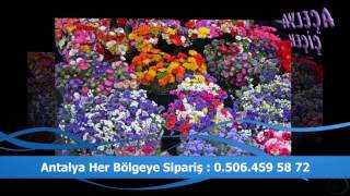 Adrese Çiçek Siparişi Lara  - 0506 459 5872  - Açelya Çiçek Antalya