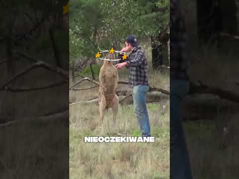 Zobacz, jak ten mężczyzna poradził sobie z kangurem
