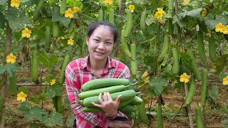 Harvest LUFFA to sell at market | A cozy dinner with the children | Hoang Huong