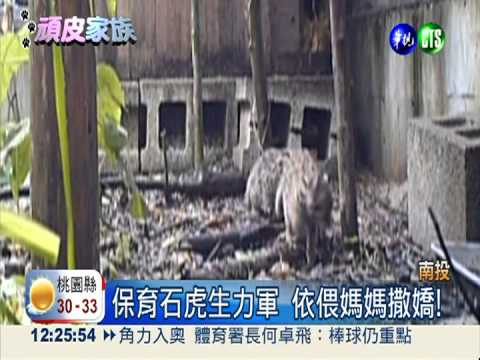 人工繁殖石虎小兄妹 下月野放!