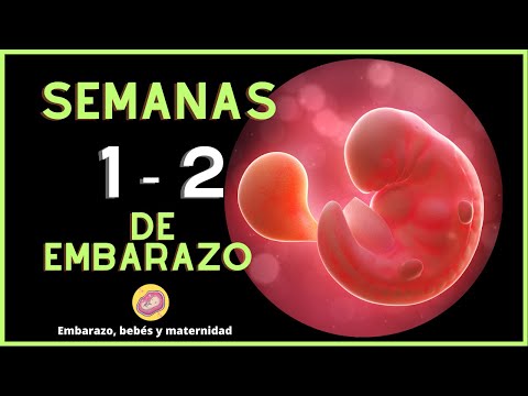 First weeks of pregnancy | Weeks 1 and 2 of embryonic development | Fertilization and embryo