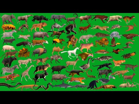 Top 100 Animals Line Running and Walking Green Screen Best HD Animals Green Screen Video