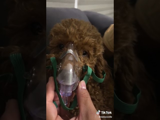 Vídeo relacionado con FURGUARD Máscara de inhalación para Perros, máscara de oxígeno para Perros Grandes, máscara de oxígeno para Mascotas y Tubo, Apta para Perros Grandes (Accesorios no incluidos) (M)