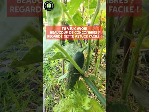 Cucumber Harvest Hacks: Boost Your Garden Yield Now!