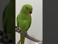 Parrot Calling Sound Parrot Viral Shorts