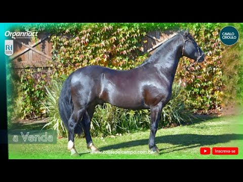 QUERO QUERO CAVALERA 