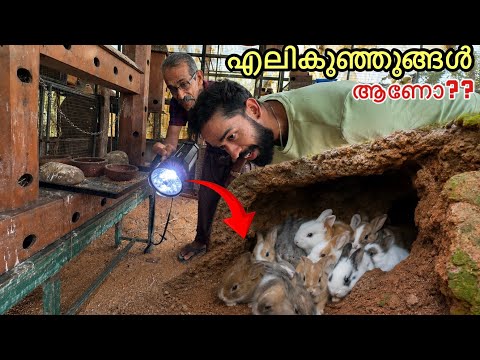 🔥കിളികൂട് നിറയെ മുയലും കുഞ്ഞുങ്ങൾ!!ഇത് ഇവിടുന്ന് വന്നു | Unexpected Rabbit Babies  | Fishing Freaks 