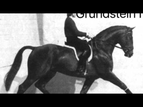 Lanzerac Hannoverian Stallion