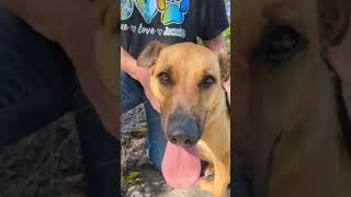 Video preview image #1 Golden Retriever-Unknown Mix Puppy For Sale in Mt. Laurel, NJ, USA