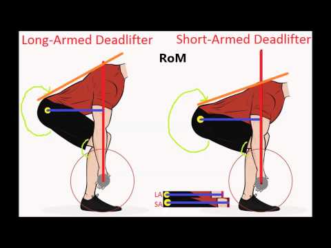 Powerlifting Leverages