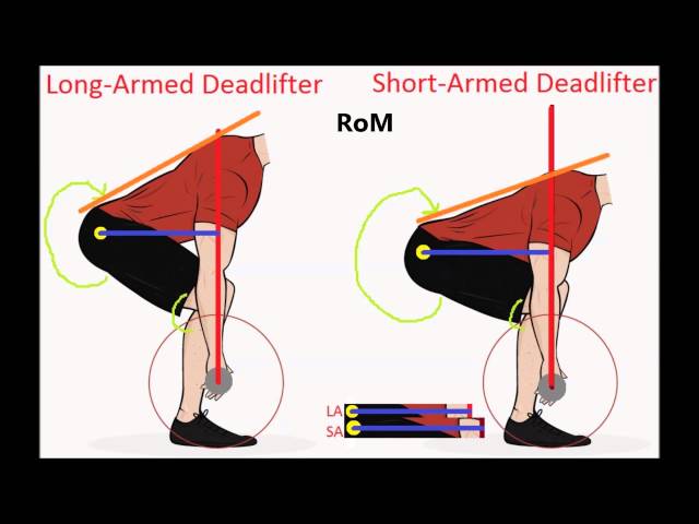 Powerlifting Leverages