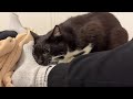Foot Must Be Bitten