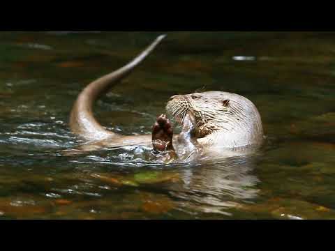 Vidra v projektu Vezi narave