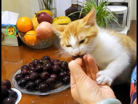 15 cat.cherry kitten.eating a cherries 小貓吃櫻桃 貓.櫻桃