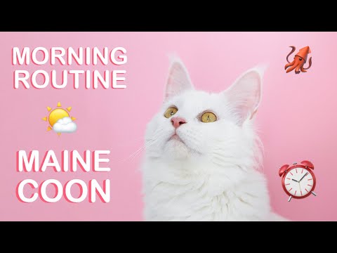 MAINE COON CAT | Morning routine 101