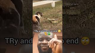 Download lagu hi guys please don't miss the end of this video 📷 #itsskin #animals #viralvideo mp3