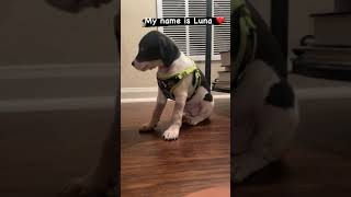 Beagle Puppies Videos