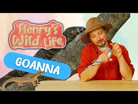 Goanna - Henry's Wild Life AUSTRALIA