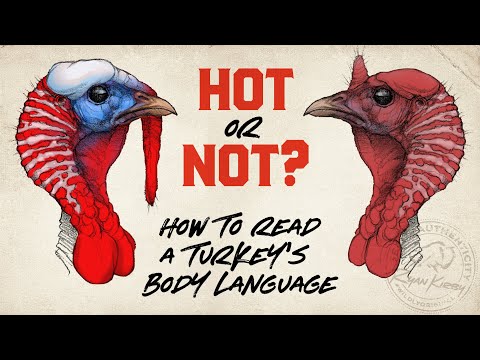 How to Read a Wild Turkey's Body Language: A Guide for Hunters