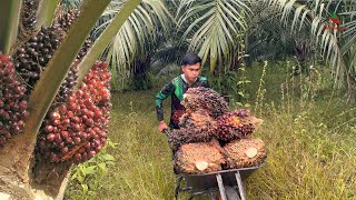 Download lagu Seharian Panen Sawit Dan Langsung Jual Buahnya Ke Pabrik mp3