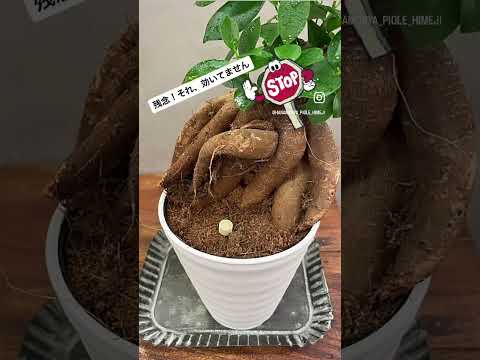 観葉植物用の天然肥料を作るにはどうすればよいですか？ベスト 5 のアイデア  庭園