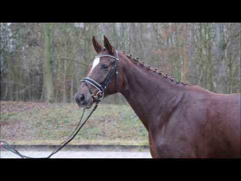 Catherina 4jährige Stute v. Fürst Romancier - Donnerschwee zu verkaufen