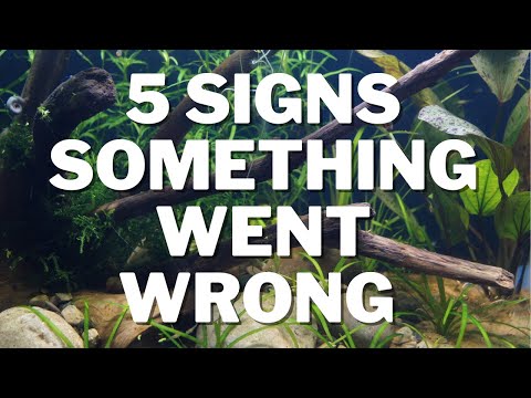 5 Signs Something Went Wrong In Your Tanks!