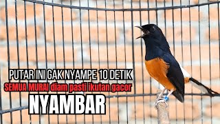 Download lagu PANCINGAN murai batu GACOR FIGHTER melatih bongkar materi, Jadikan burung cepat bunyi pasti respon mp3