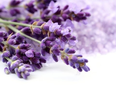 download lagu mp3 mp4 When Should I Prune Lavender, download lagu When Should I Prune Lavender gratis, unduh video klip When Should I Prune Lavender