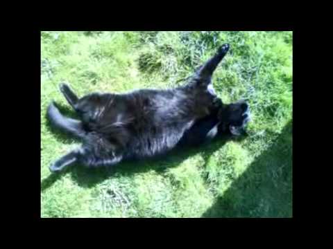 Cat chilling in the sun