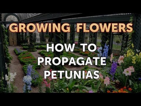 How to Grow Lantana From Saved Seeds