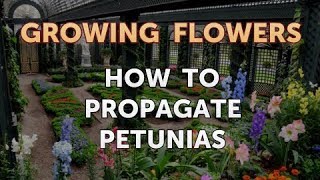 How to Propagate Petunias