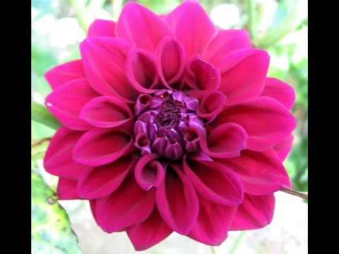 Katica Aranđelović - Gergina, gergina