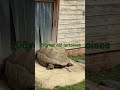 200 Year Old Tortoises