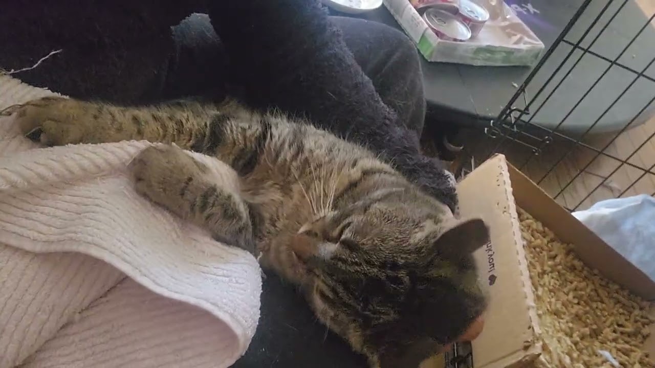 Enlarge Bella, an adopted mixed breed in New York, NY video 2/6