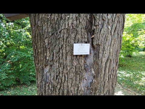 Huge Tree Hazel (Corylus colurna) in Heidelberg