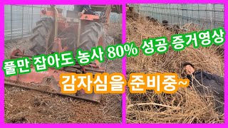 풀만 잡아도 농사 80%성공 증거영상  감자심을 준비중 전원일기귀농귀촌~