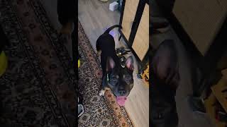 Video preview image #1 Mutt Puppy For Sale in Rockville, MD, USA
