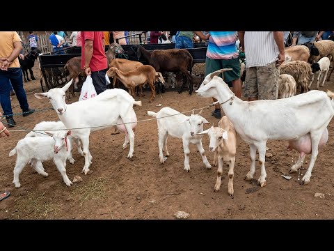 CABRA LEITEIRA PARIDA COM 2 FILHOTES OLHA O UBERE CHEIO DE LEITE FEIRA DA VILA JERIMUM T.N-PE 