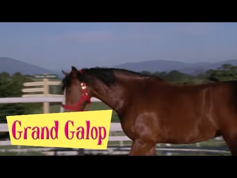 Grand Galop 124 - Silence, on chuchote | HD | Épisode Complet