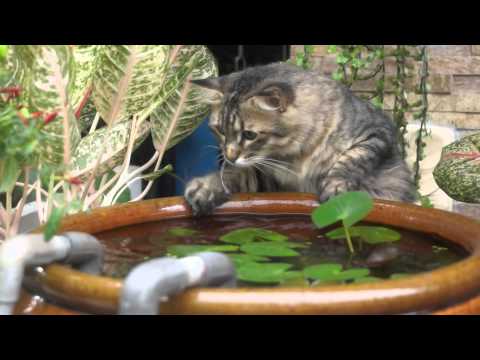 150505 - Jackmeow Mr Lily pads - 00003
