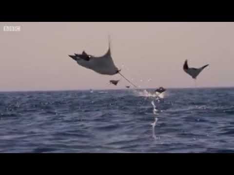 Vol de raies, spectaculaire !!