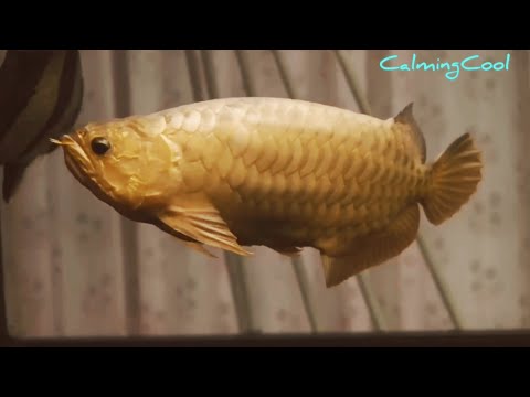 Best Top 10 Oldest Arowana Fish in the World | Super old Arowana  -  Dragon Fish