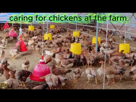 The #1 Secret to Happy Healthy Chickens Advanced Strategies for Caring for Chickens at the Farm