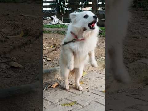 Dogs barking sound #dogs #dogsounds #dogshorts #rajibajwafarmlife