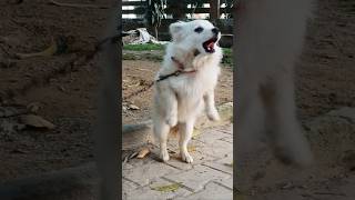 Dogs barking sound #dogs #dogsounds #dogshorts #rajibajwafarmlife
