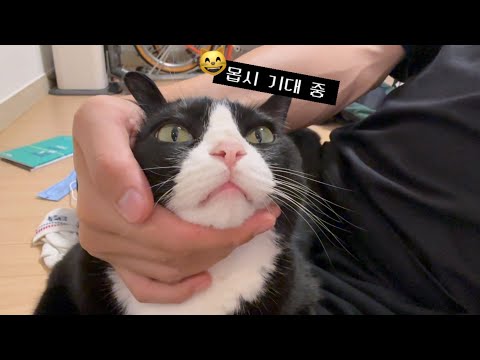 고양이 드럼 연주자의 숙명