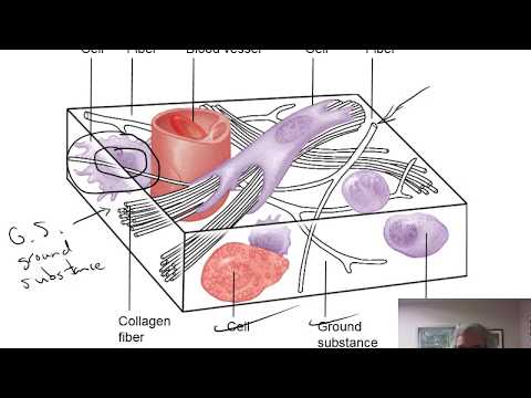 Lab 5 PP - Unit 6 - Tissues - Part 3 - Connective Tissue:  Loose and Dense Connective Tissue