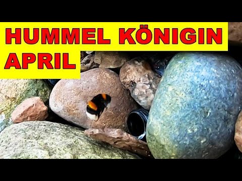 Hummelnest anlegen, fangen und Besiedeln